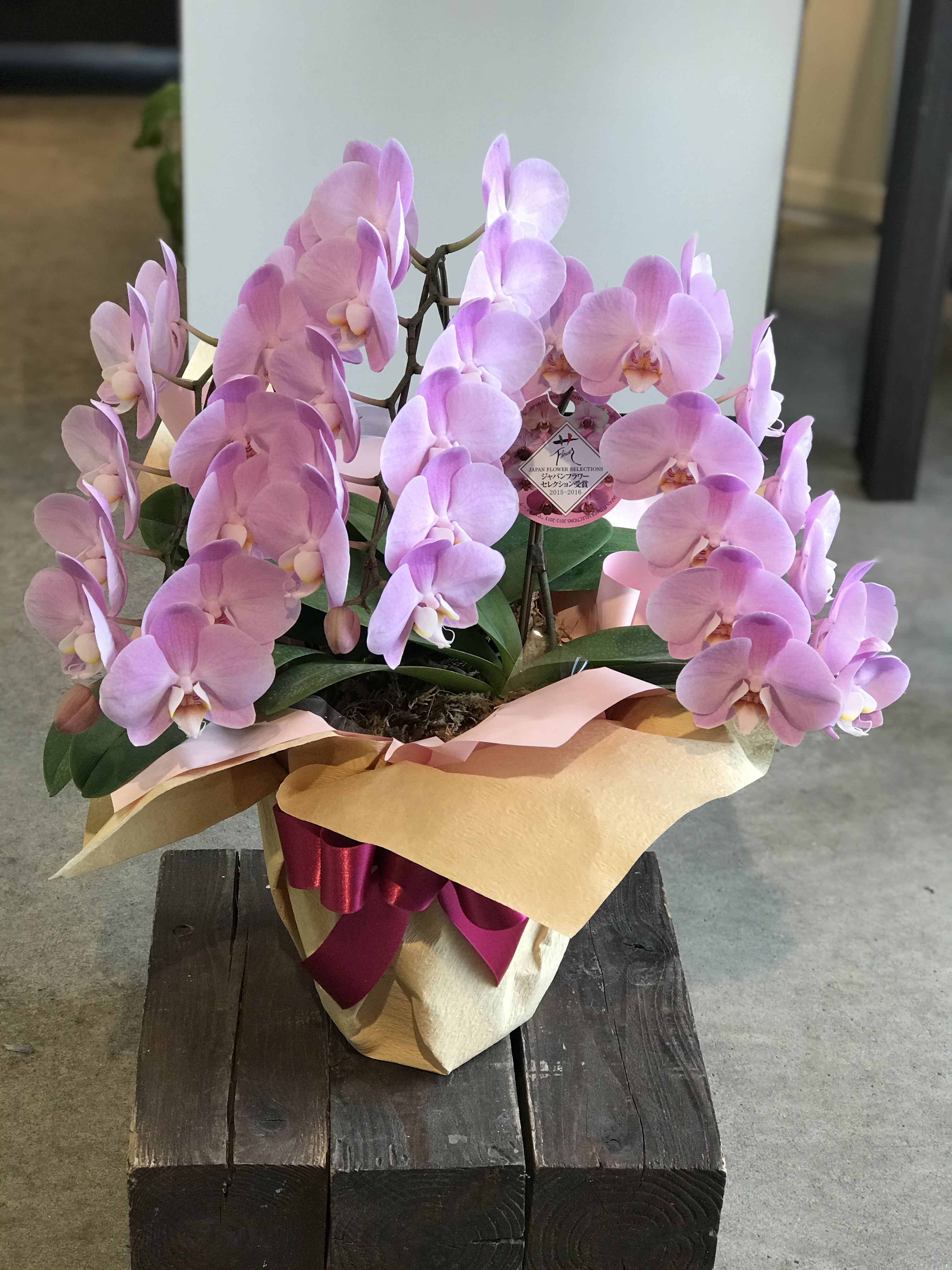 鉢物｜花en｜HANA-EN FLOWER GARDEN × 西花園