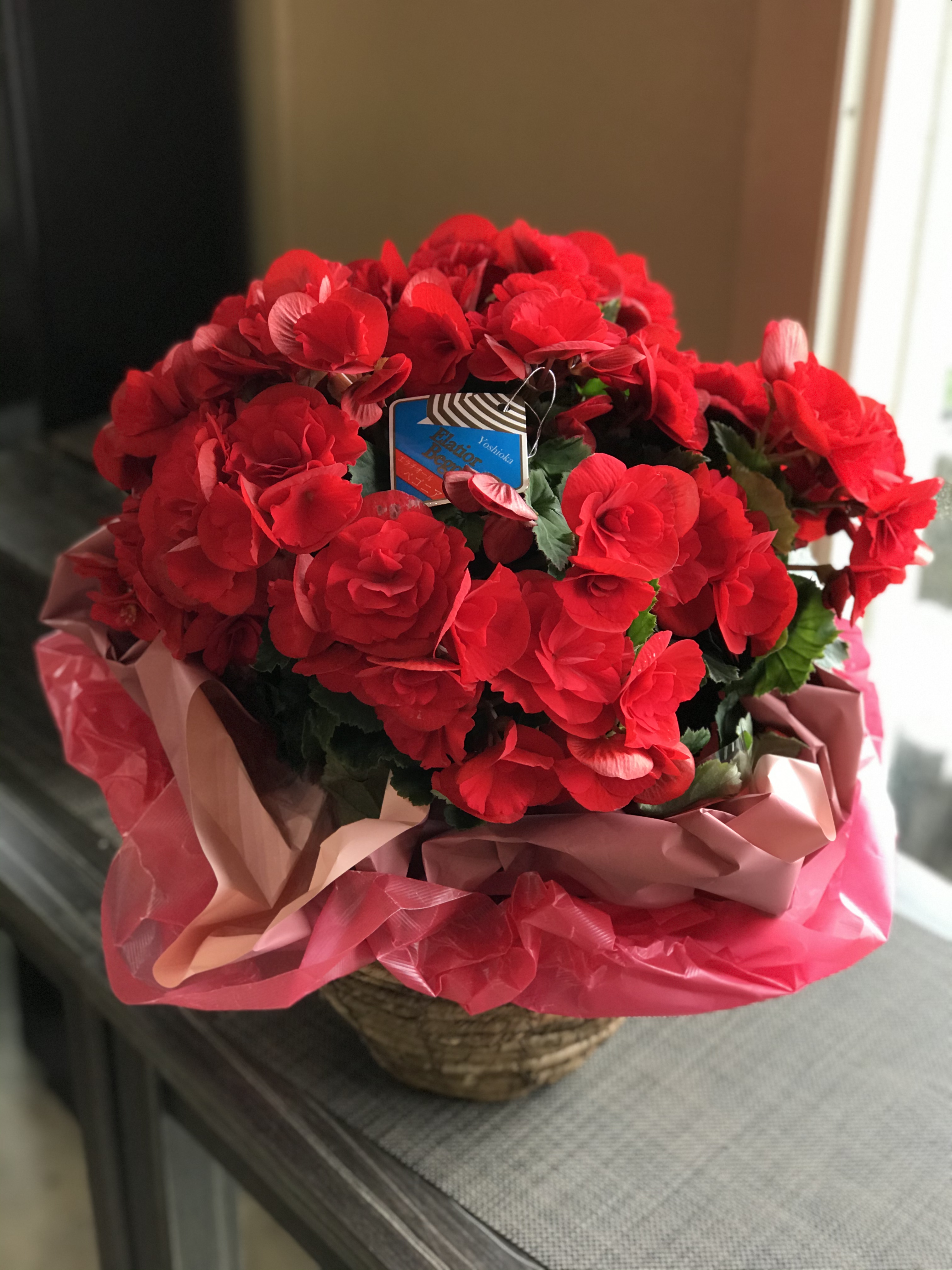 リーガースベゴニア　0609121